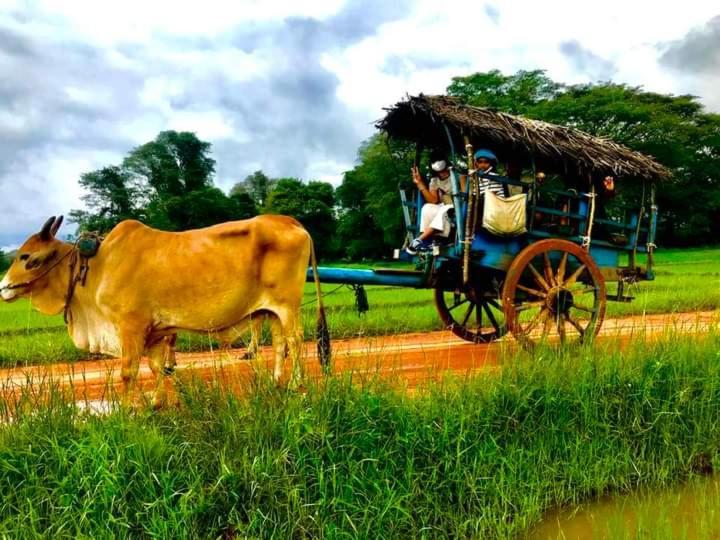 شقة Pidurangala View Treehouse سيغيرِيا المظهر الخارجي الصورة